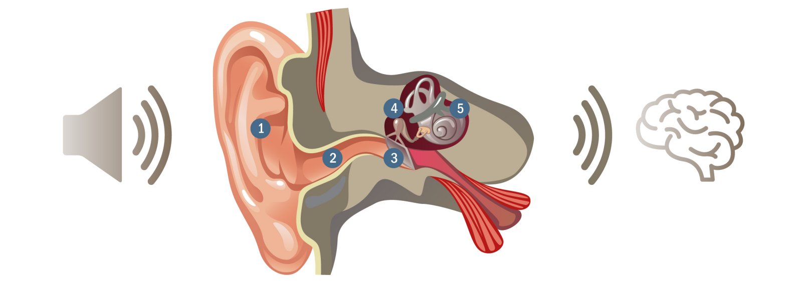 Learn How Does Hearing Works - HANSATON Learn How Does Hearing Works - HANSATON